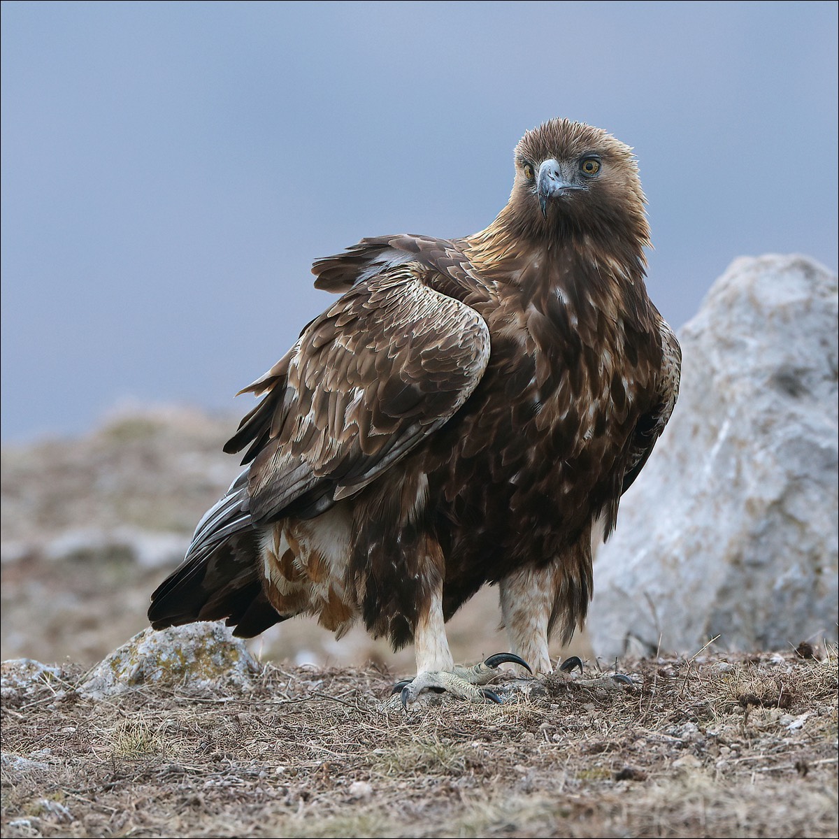 Golden eagle (Steenarend)