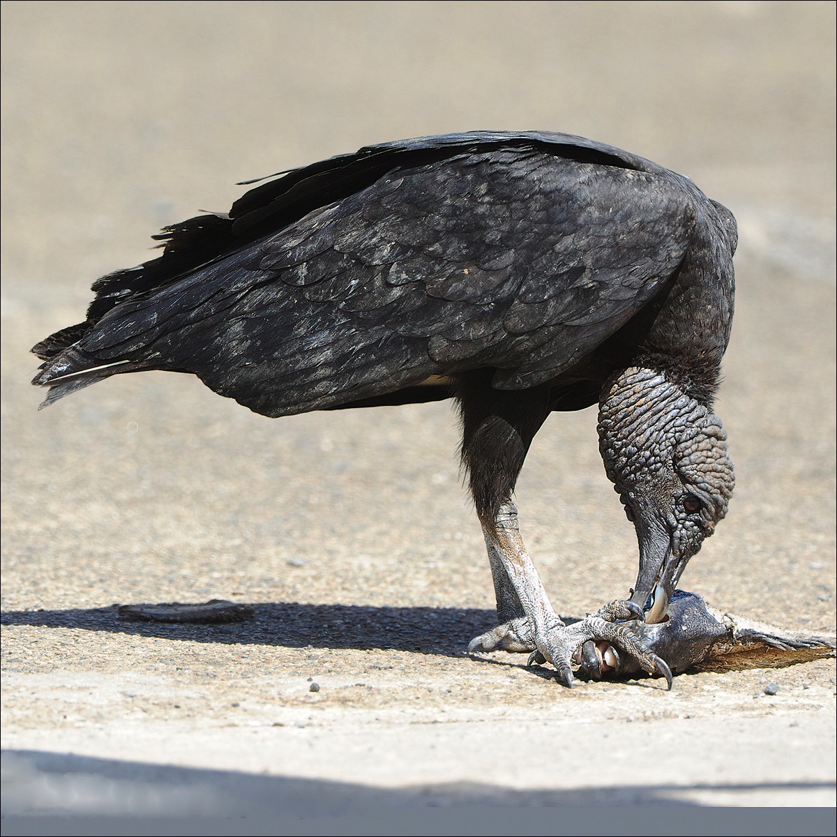 Black Vulture (Zwarte Gier)