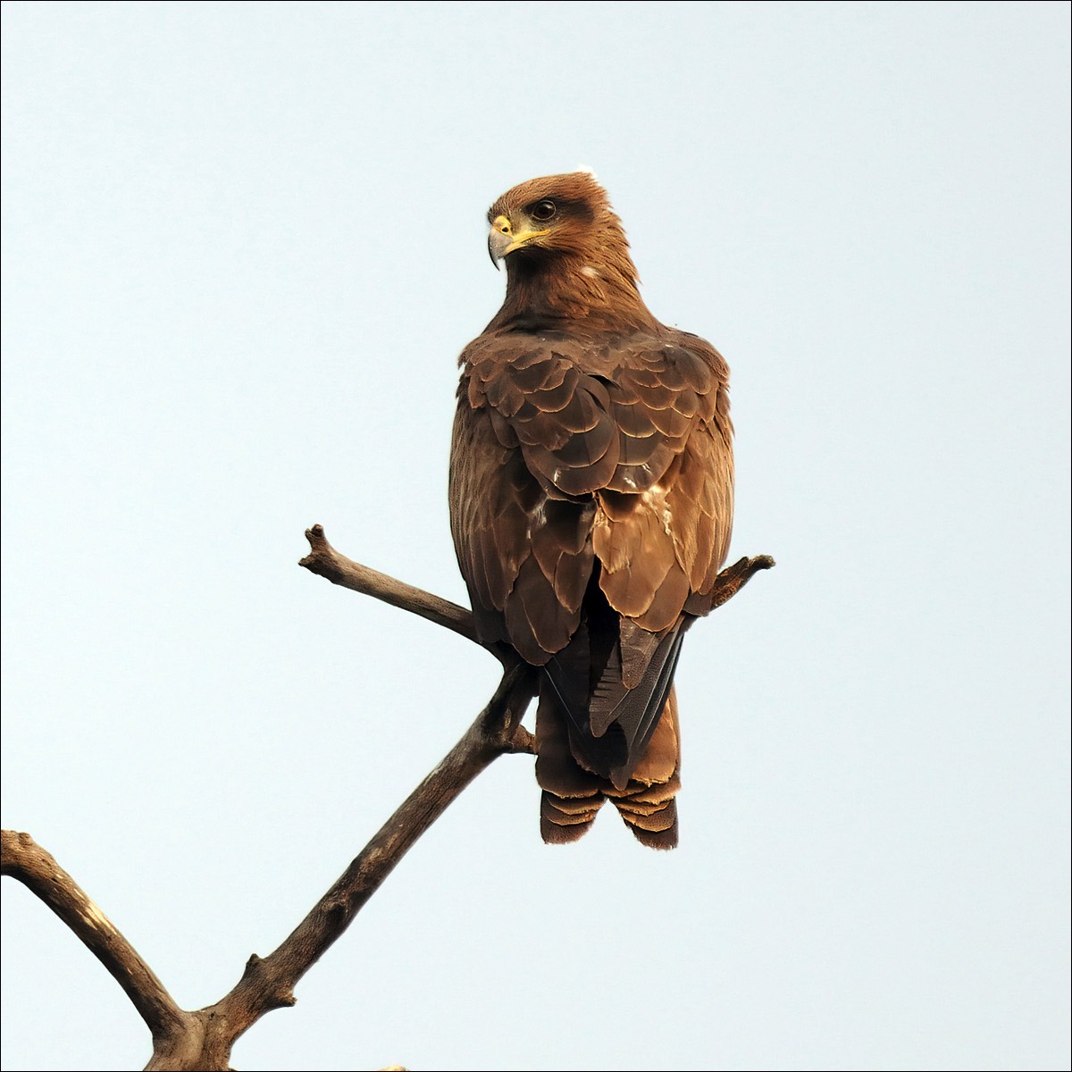 Yellow-billed Kite (Geelsnavelwouw)