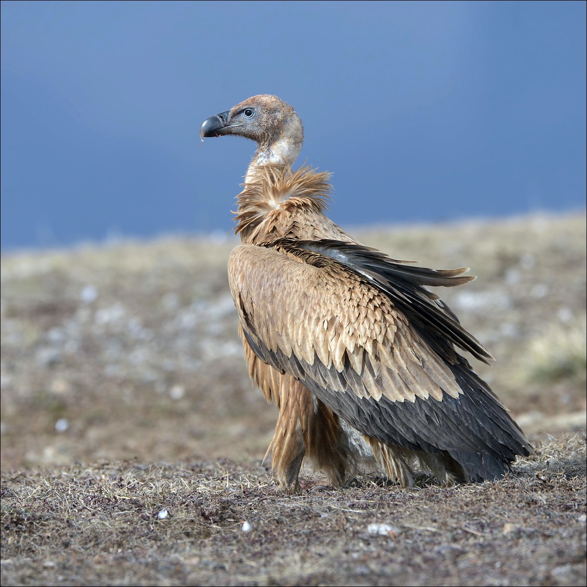 Grifon Vulture (Vale Gier)