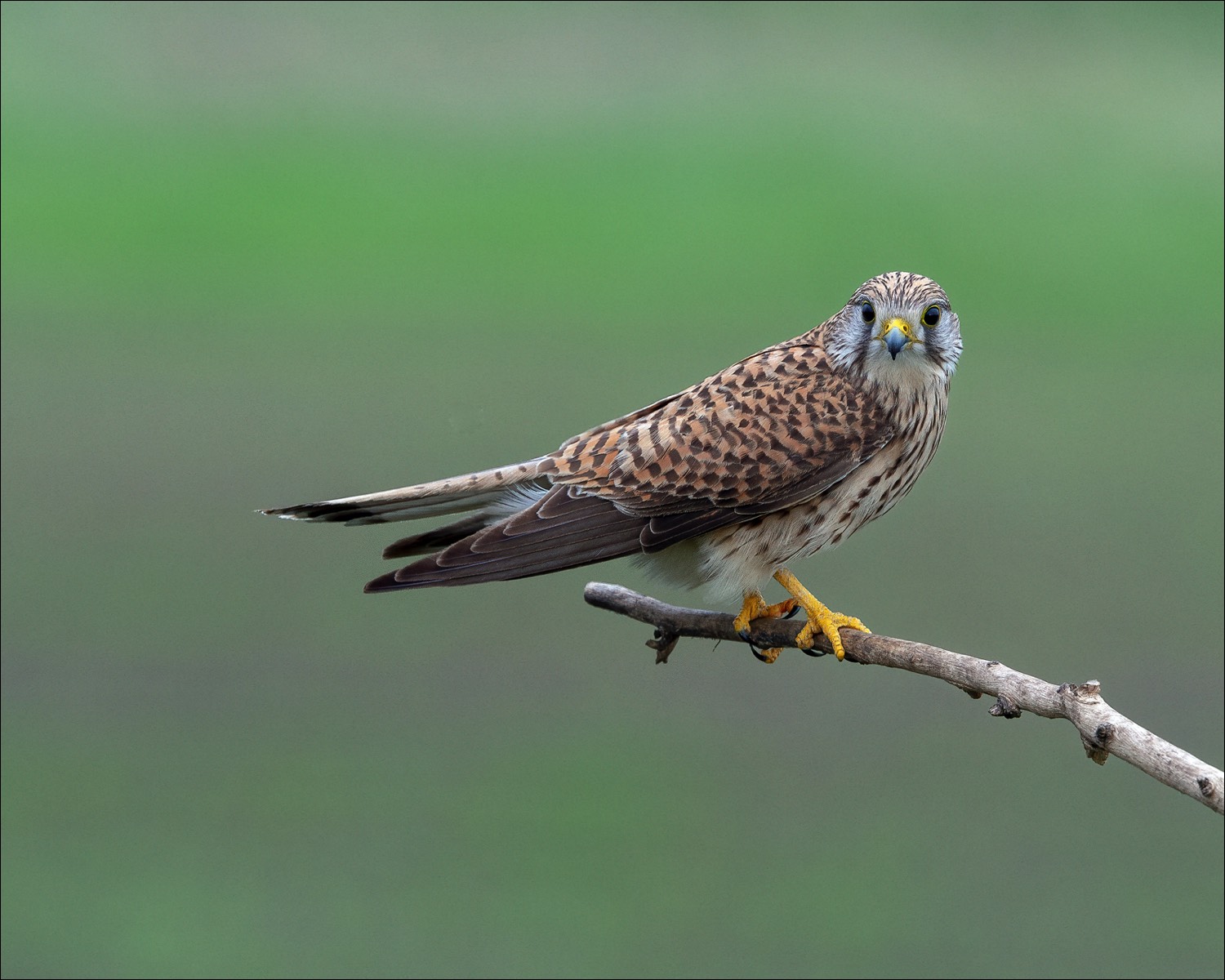 Common Kestrel (Torenvalk)