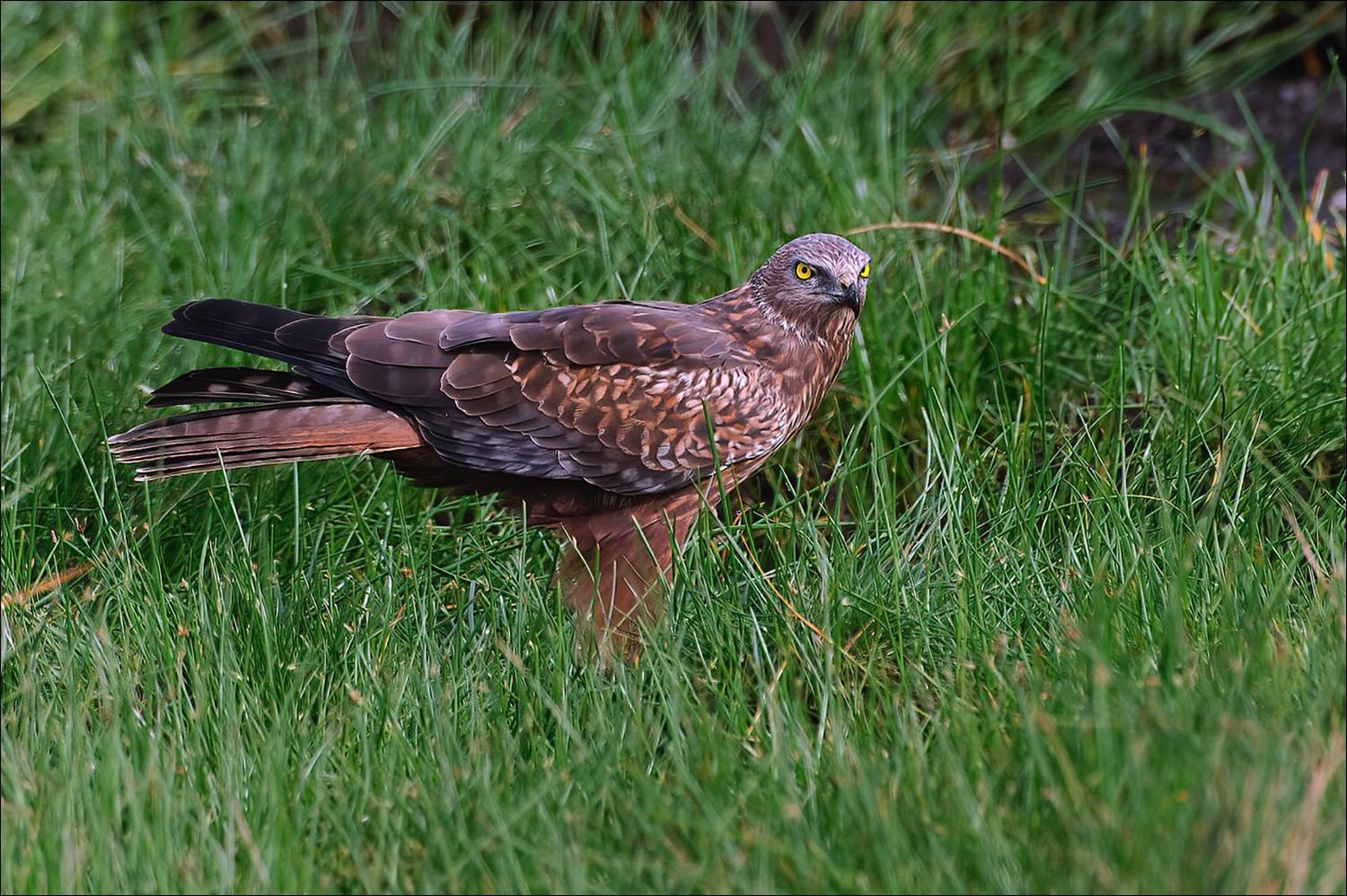 African marsh Harrier (Afrikaanse bruine Kiekendieg) 