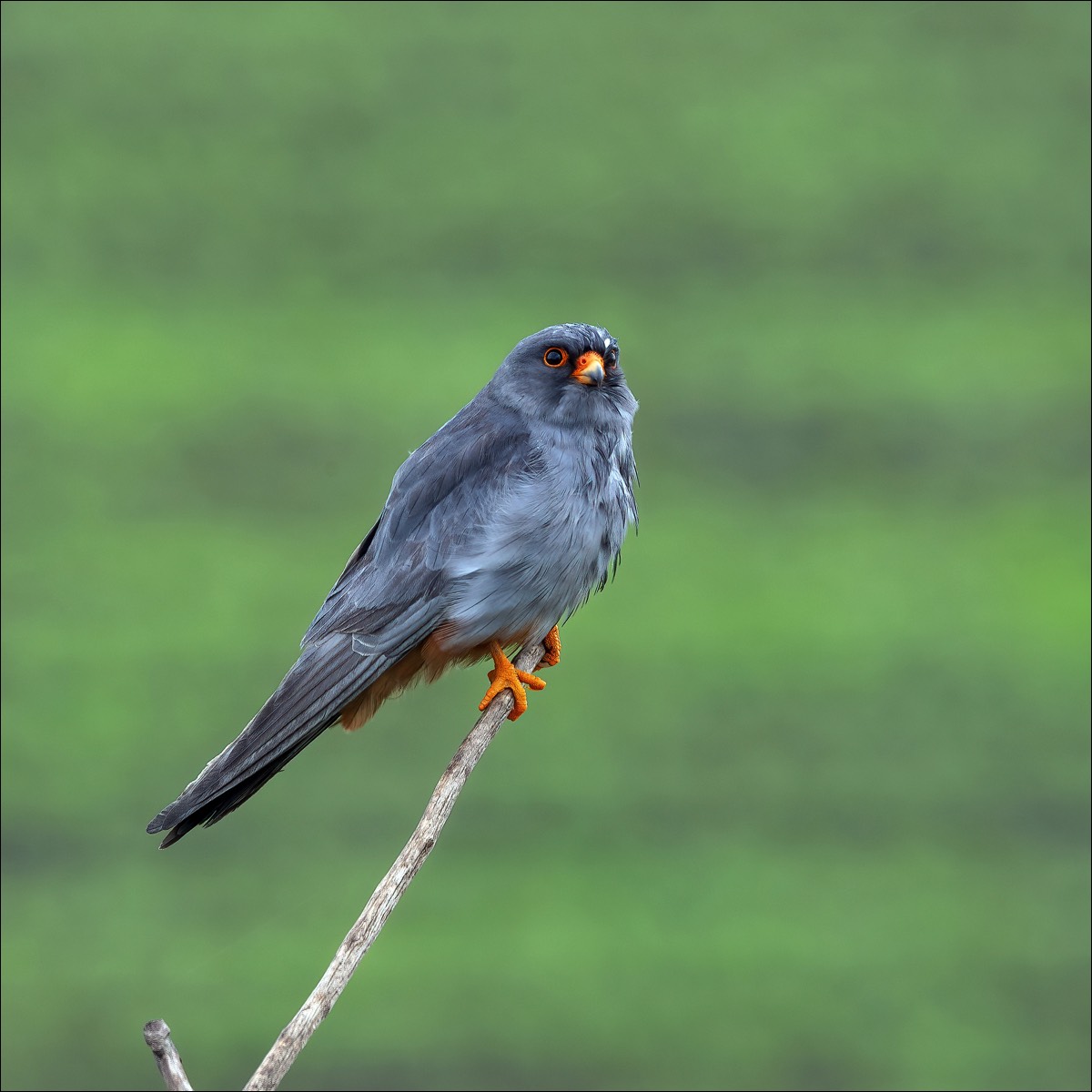 Red-footed Falcon (Roodpootvalk)