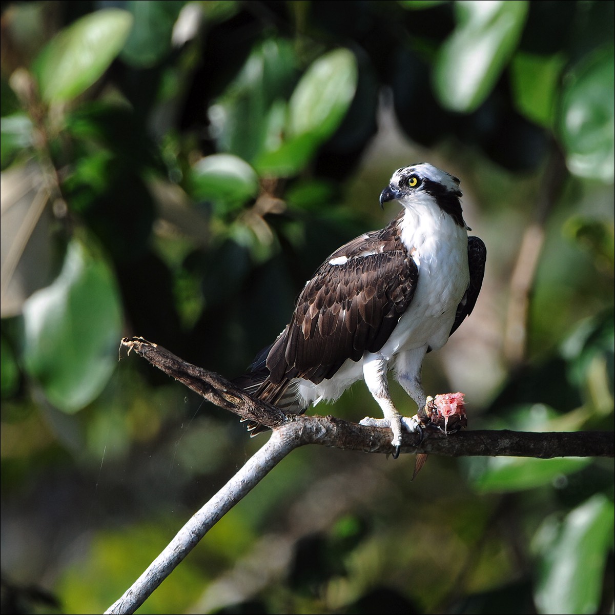 Osprey (Visarend)