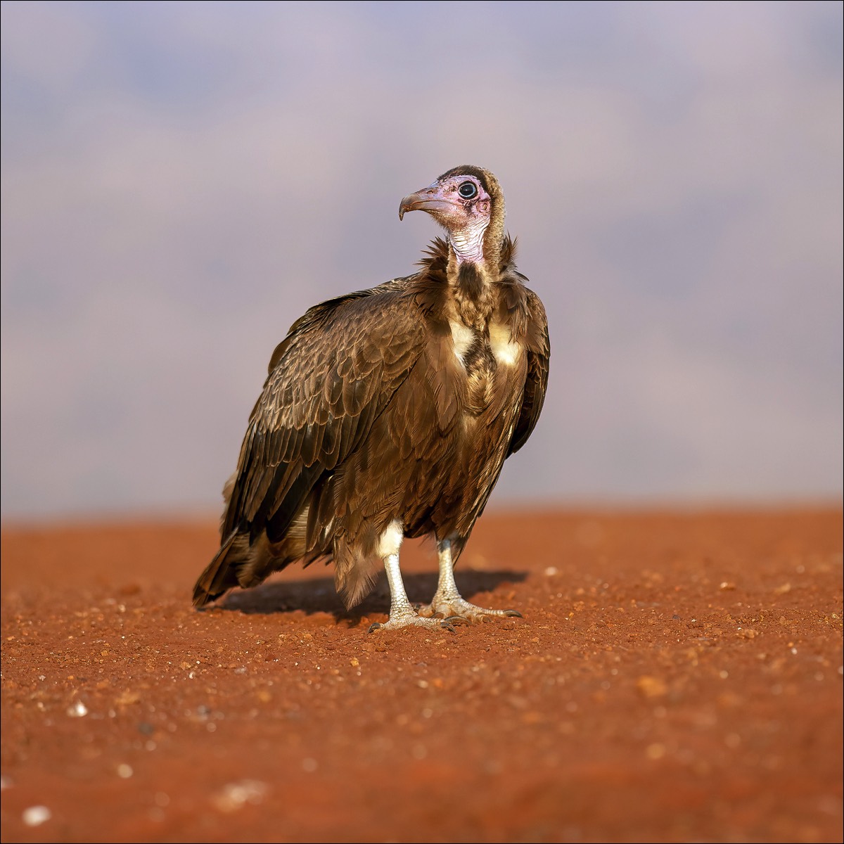 Hooded Vulture (Kapgier)