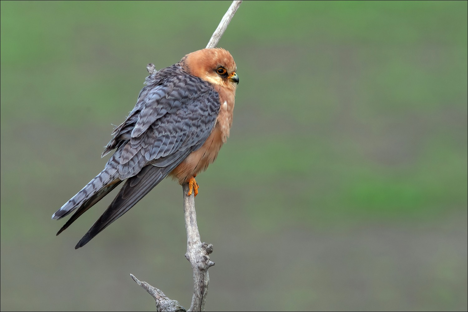 Red-footed falcon (Roodpootvalk)