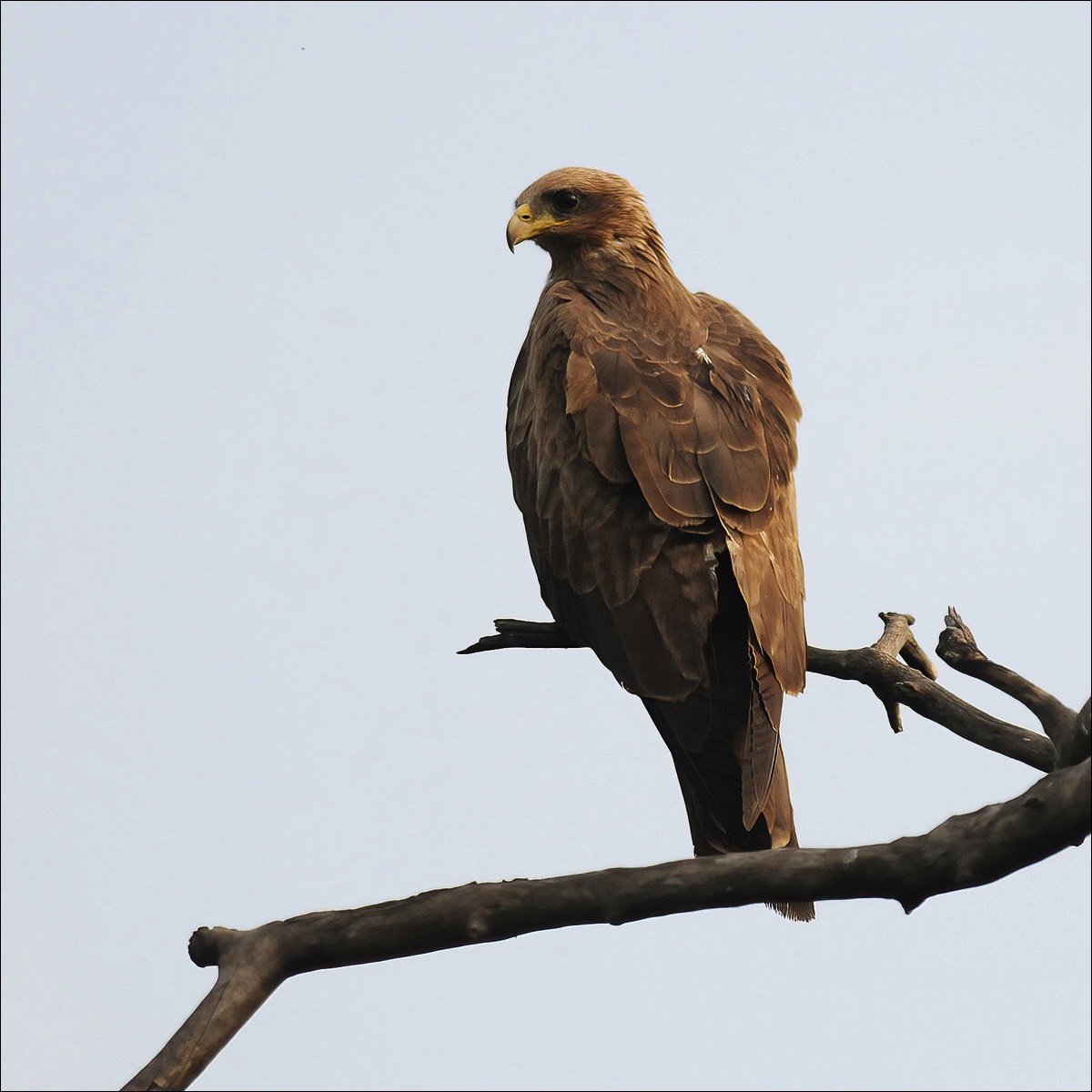 Yellow-billed Kite (Geelsnavelwouw)