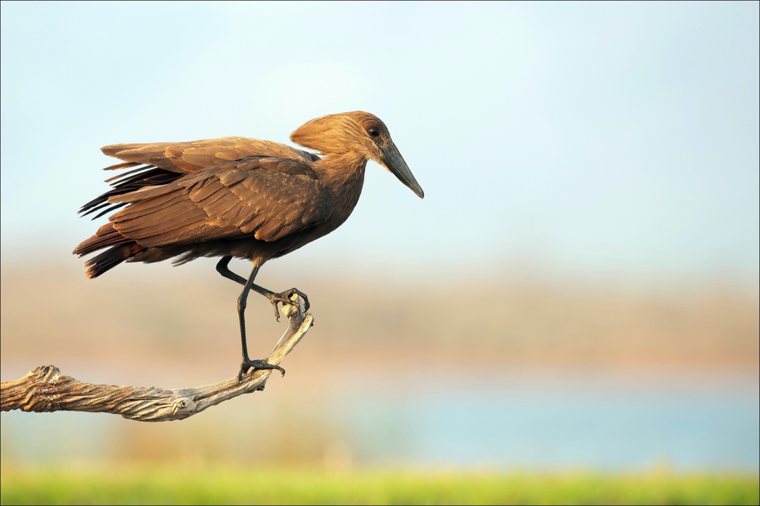 Hamerkop (Hamerkop)