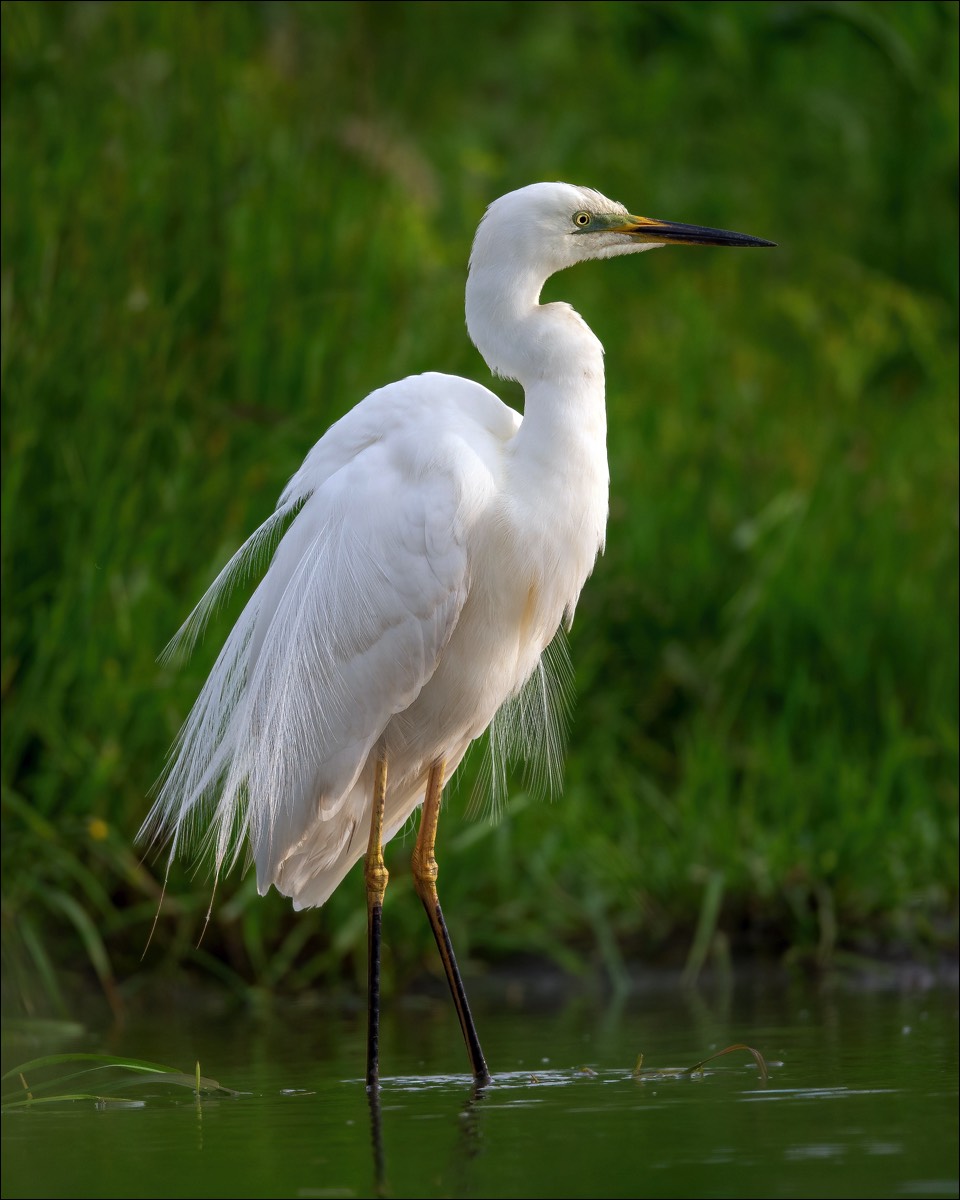 Great White Heron  (Grote Zilverreiger)