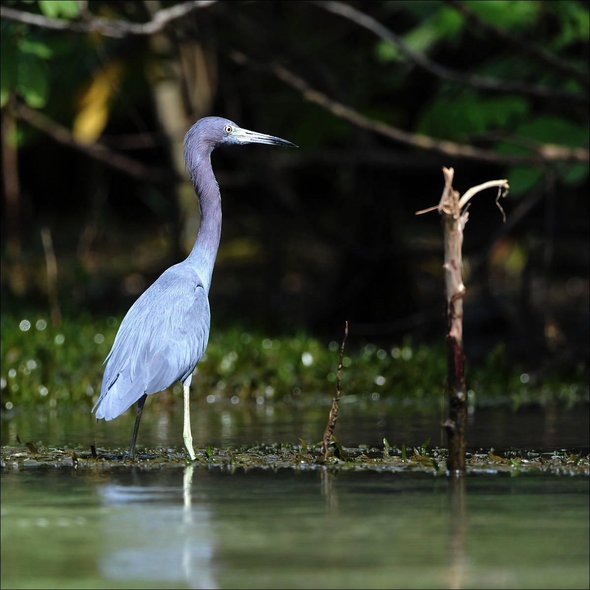 Little Blue Heron (Kleine Blauwe Reiger)