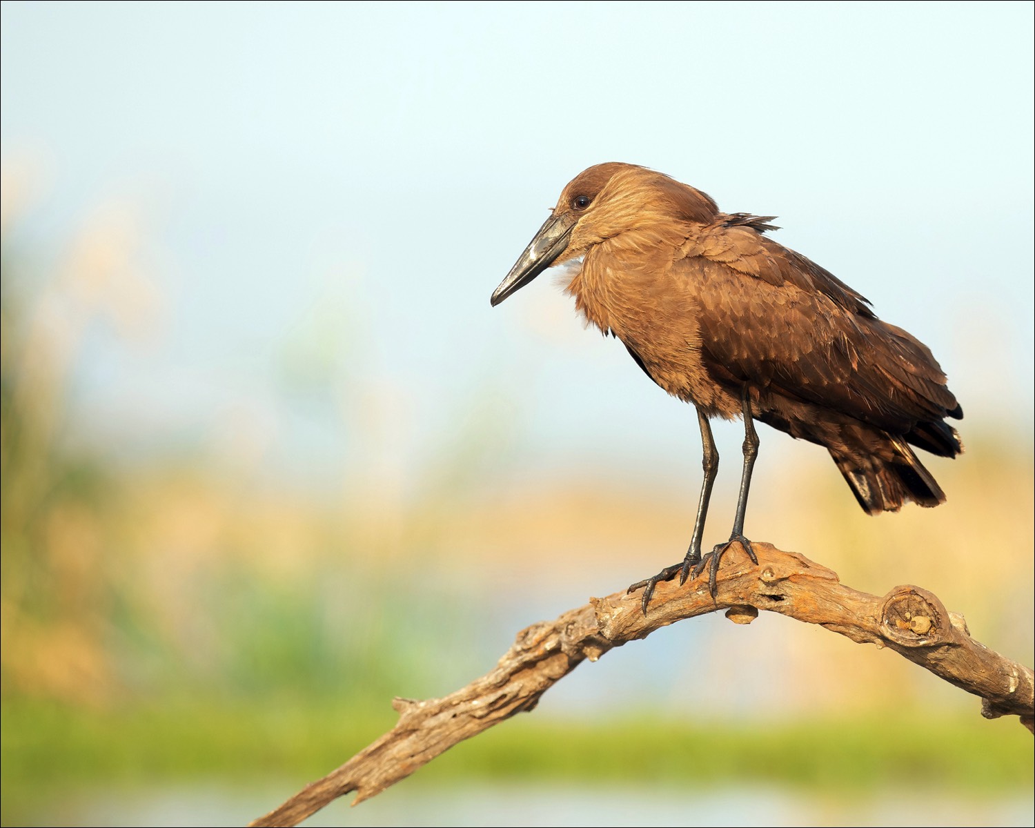 Hamerkop (Hamerkop)