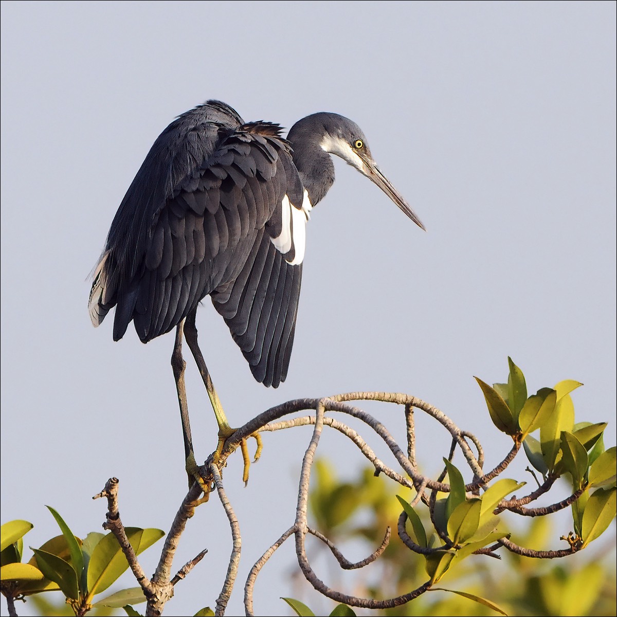 Western Reef Heron (Westelijke Rifreiger)