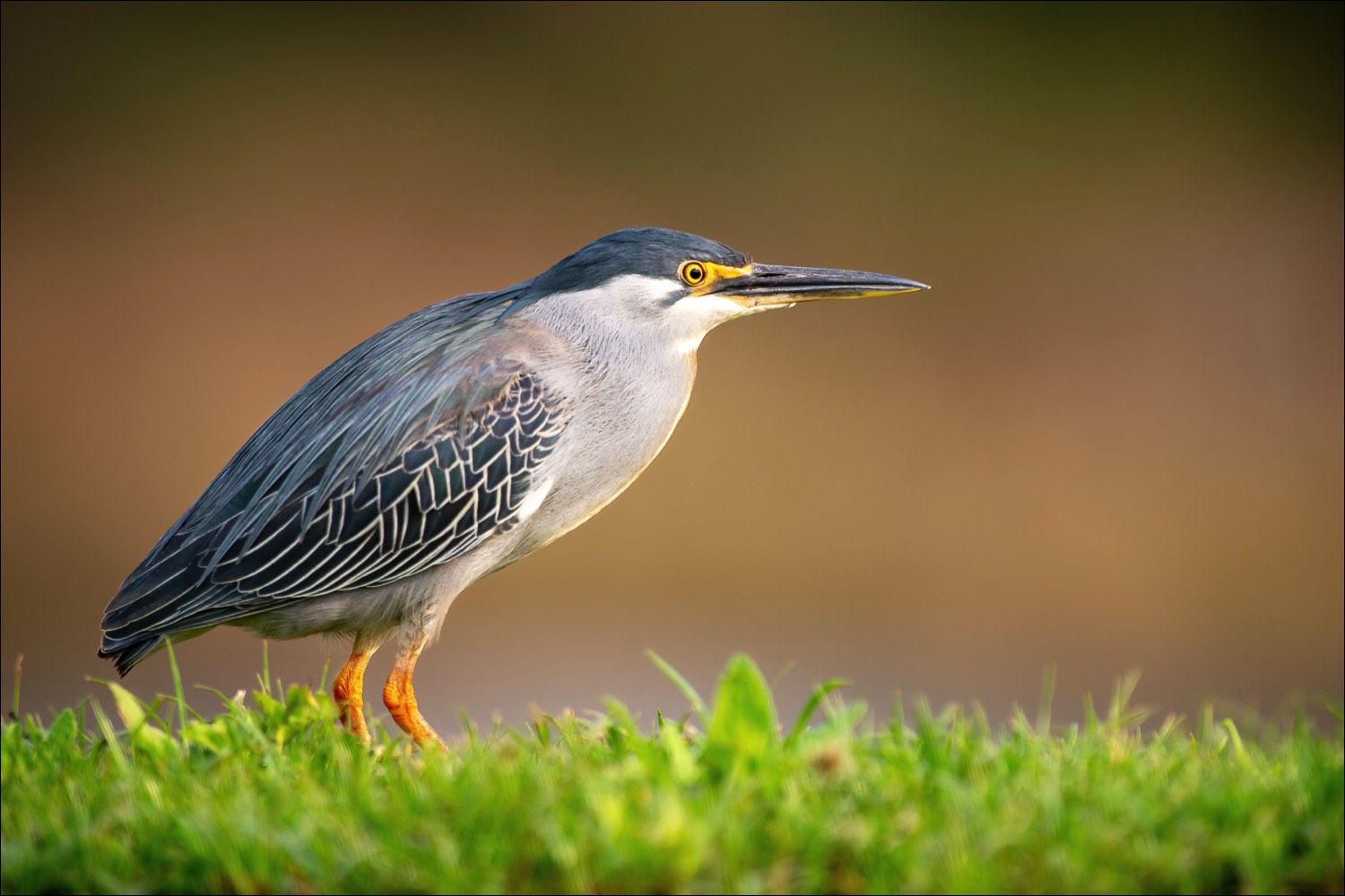 Green-backed Heron (Groenruggreiger)