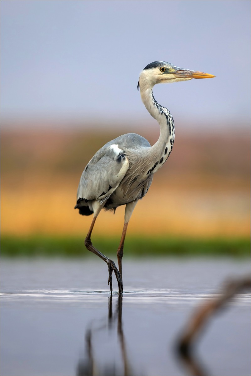 Grey Heron (Blauwe reiger)