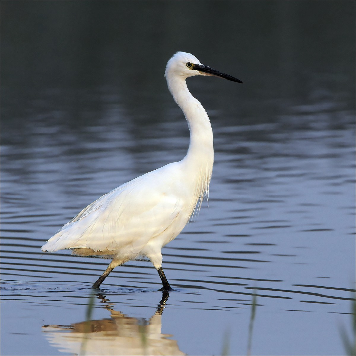 Little Egret (Kleine Zilverreiger)