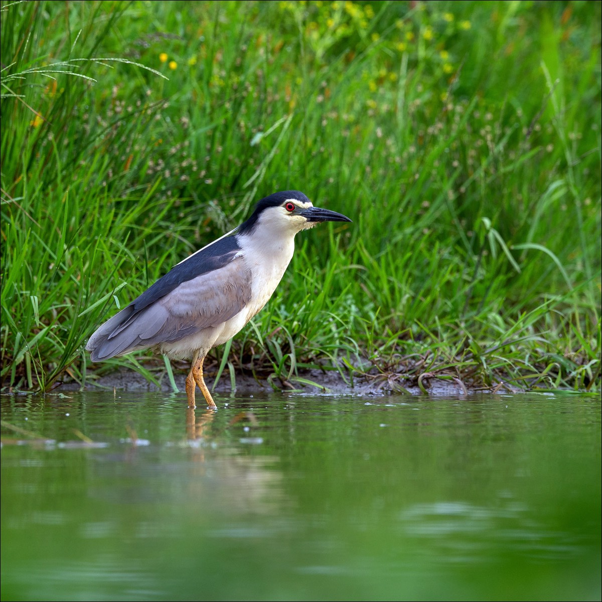 Night Heron (Kwak)