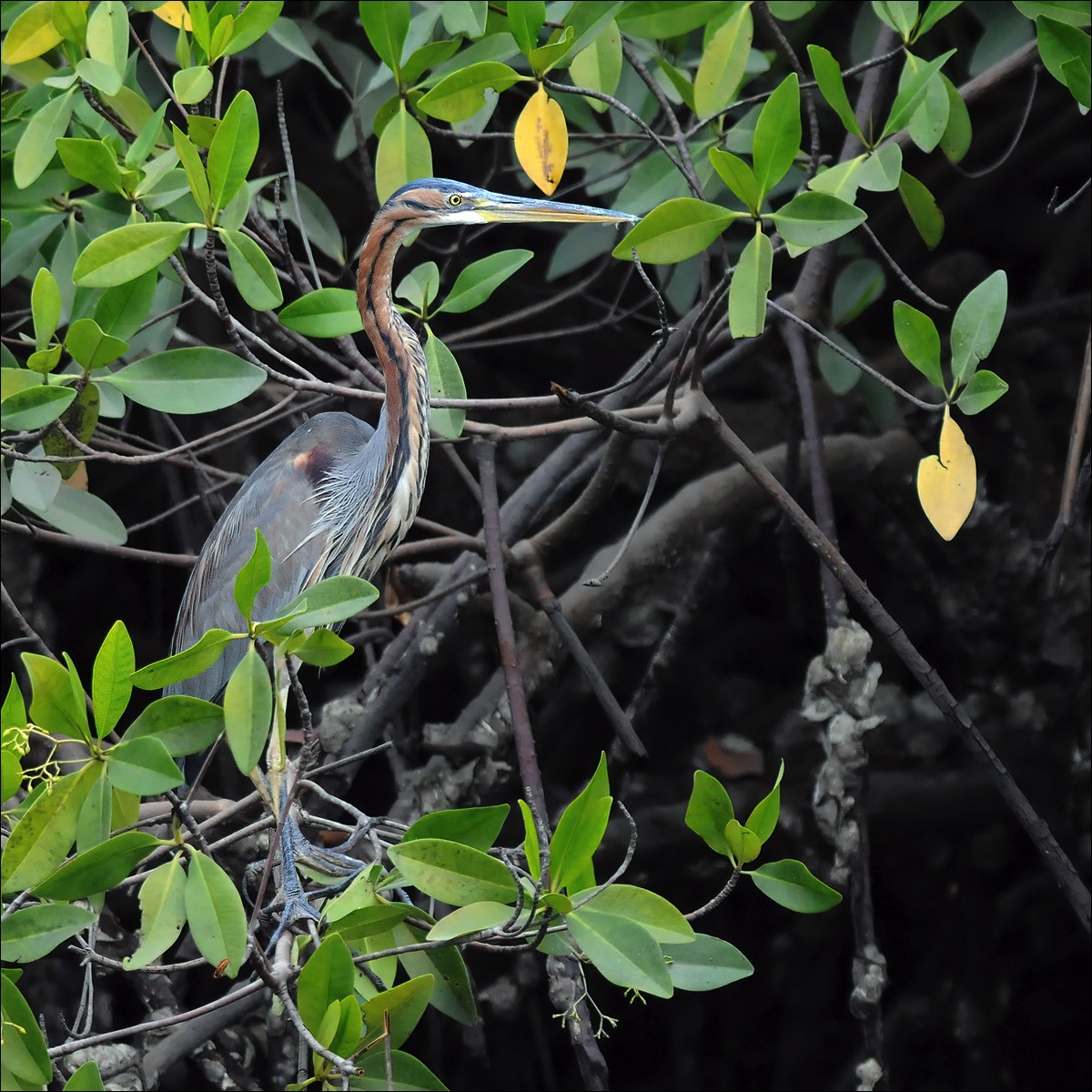 Purple Heron (Purperreiger)