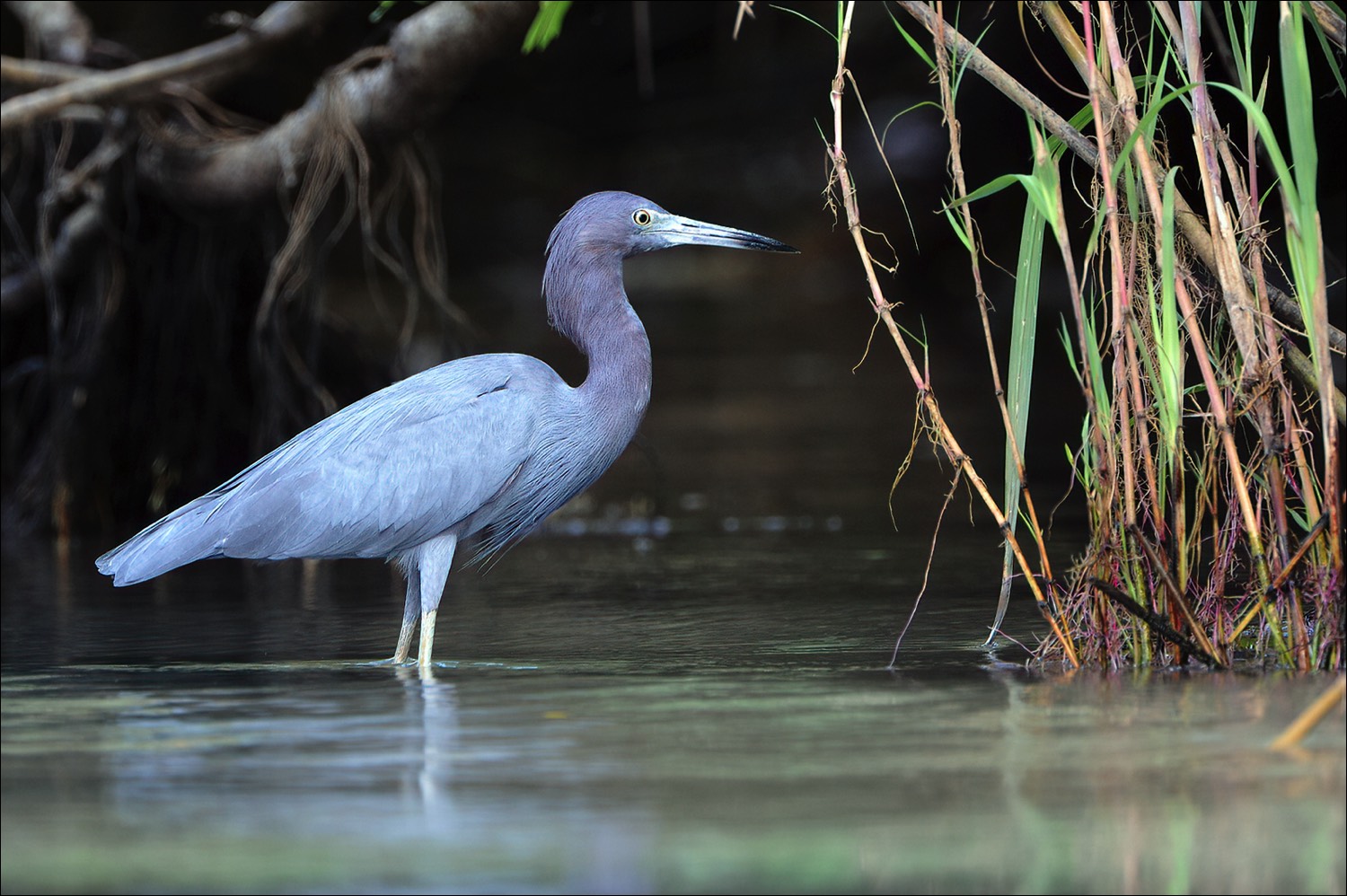 Little Blue Heron (Kleine Blauwe Reiger)