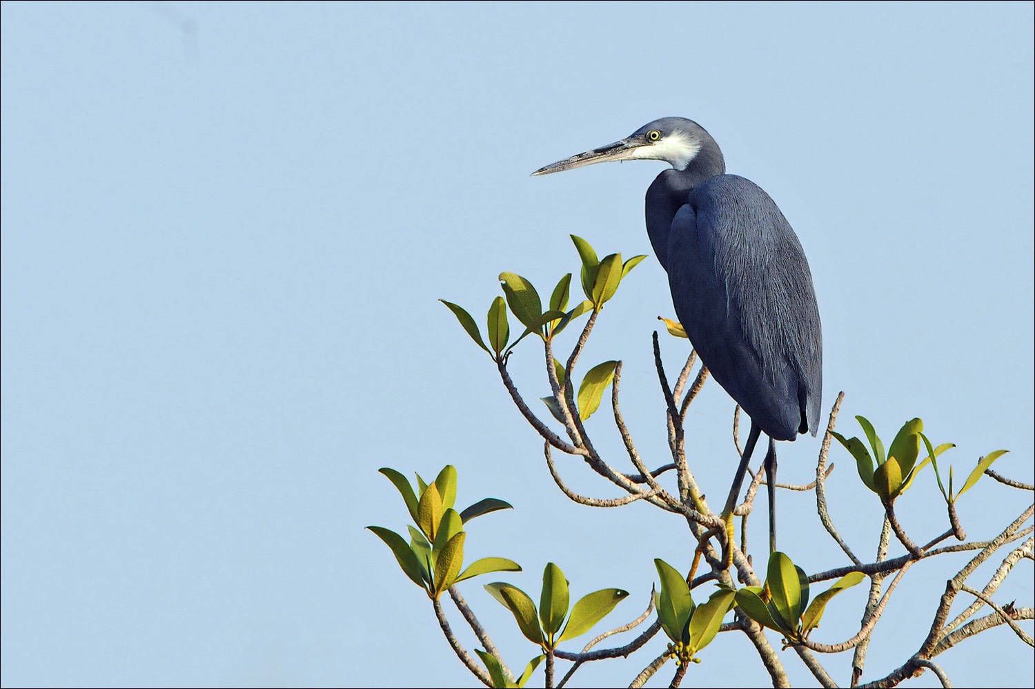 Western Reef Heron (Westelijke Rifreiger)