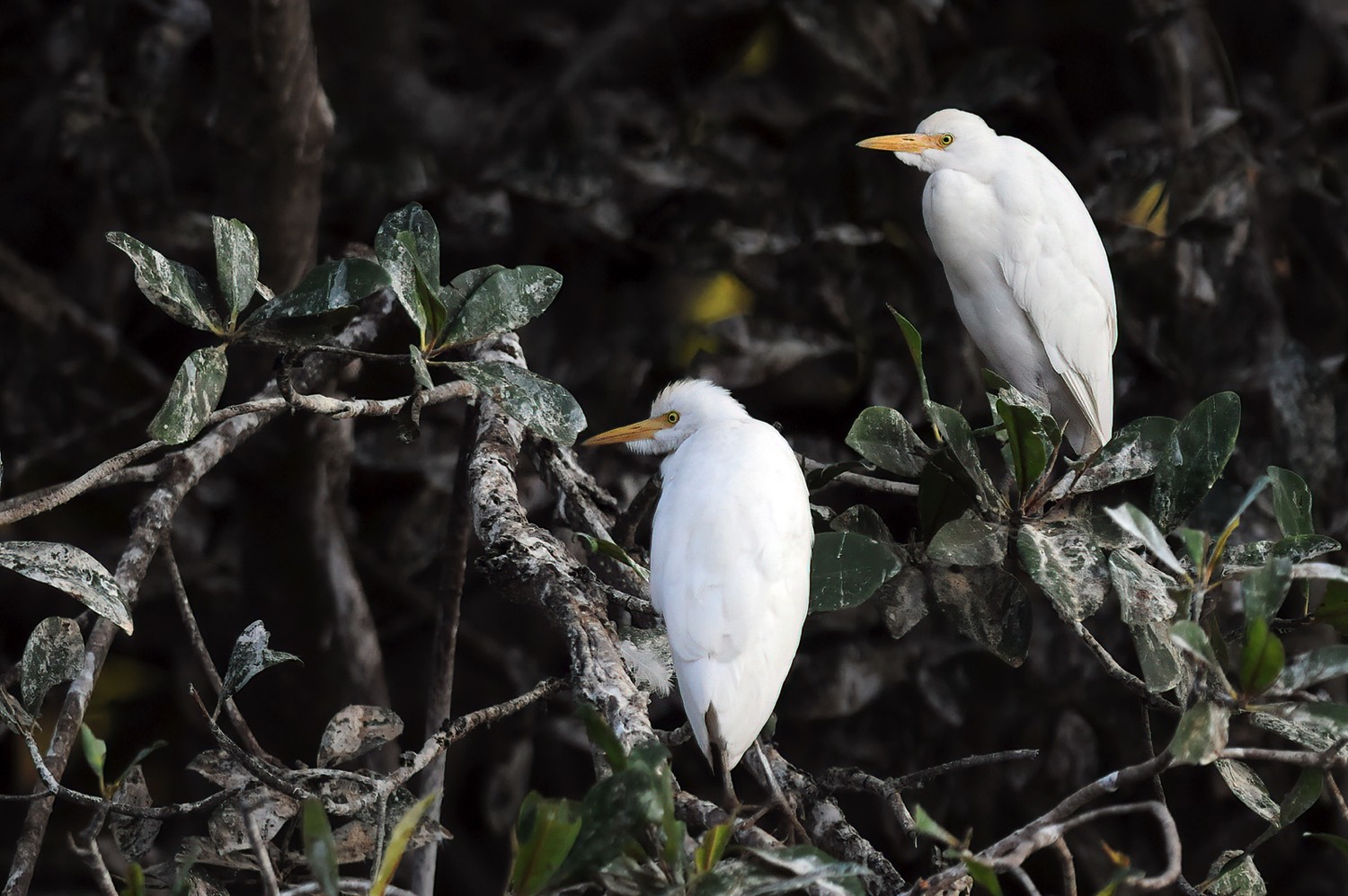 Cattle Egret (Koereiger)