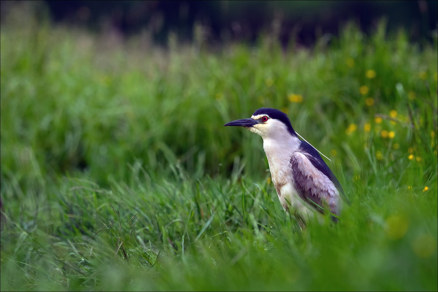 Night Heron (Kwak)