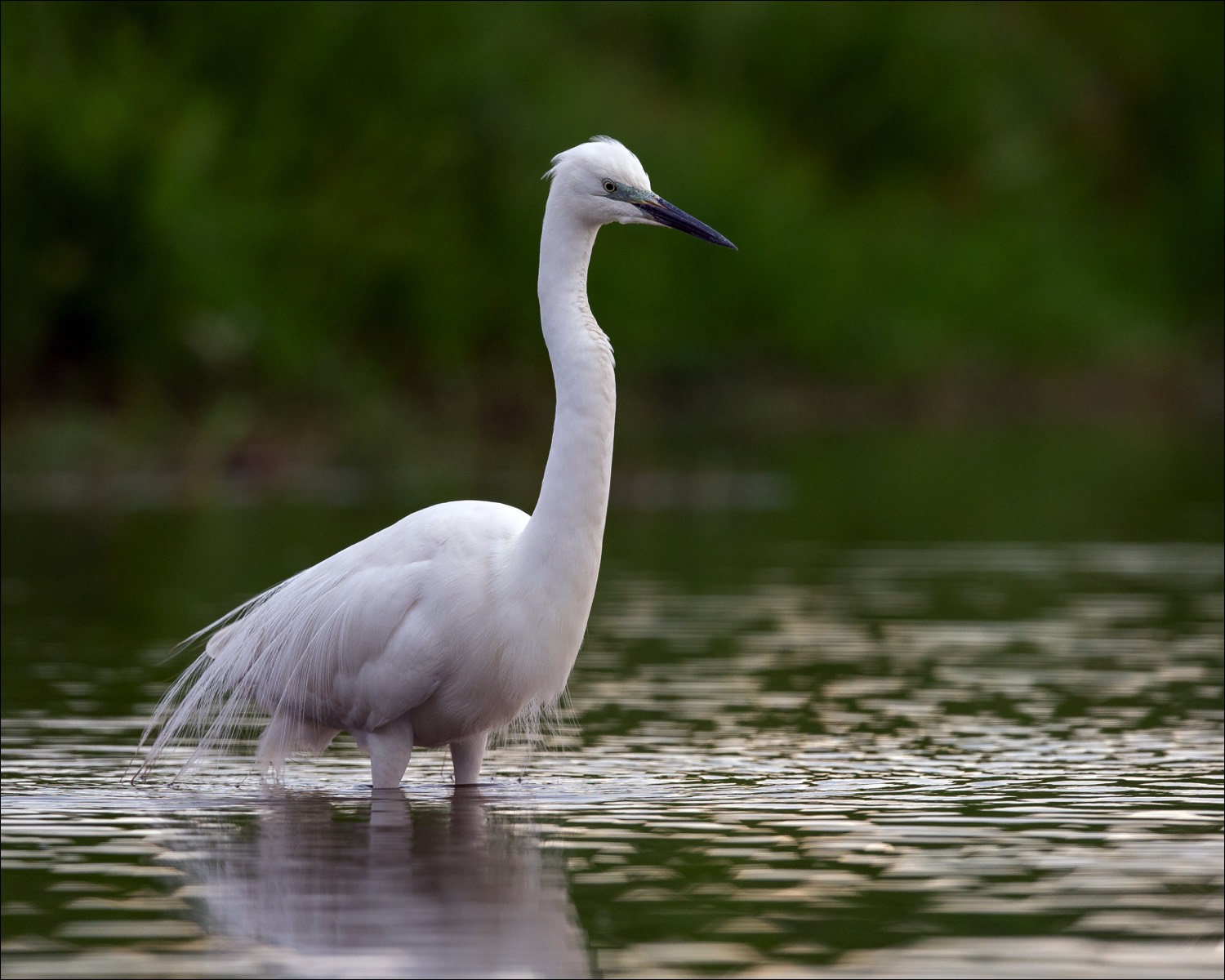 Great White Heron  (Grote Zilverreiger)