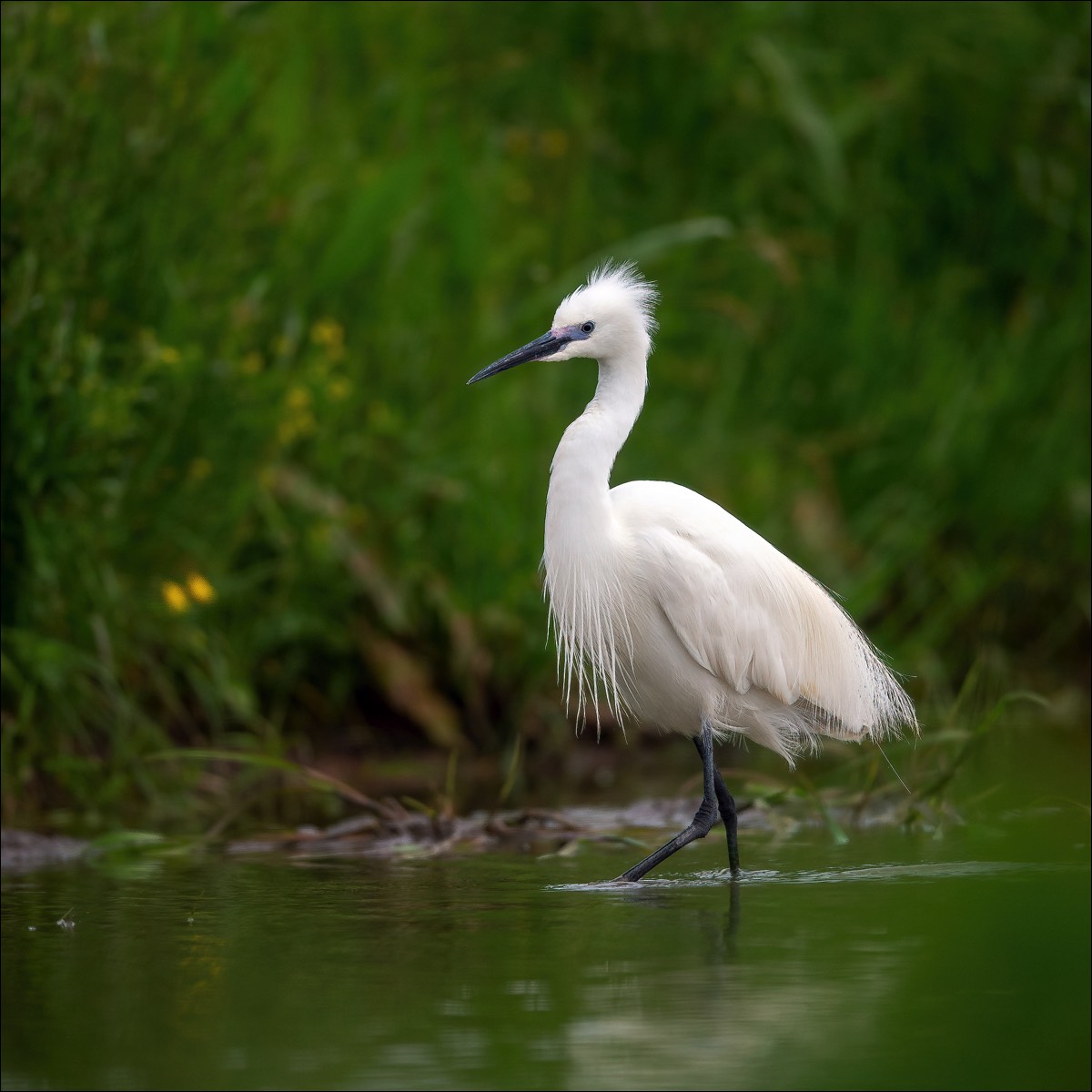 Little Egret (Kleine Zilverreiger)