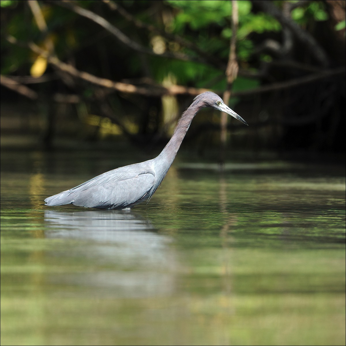 Little Blue Heron (Kleine Blauwe Reiger)