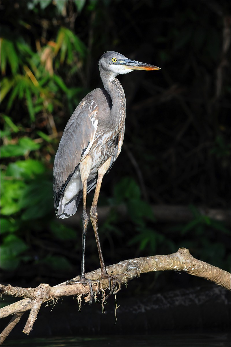 Great Blue Heron (Amerikaanse Blauwe Reiger)