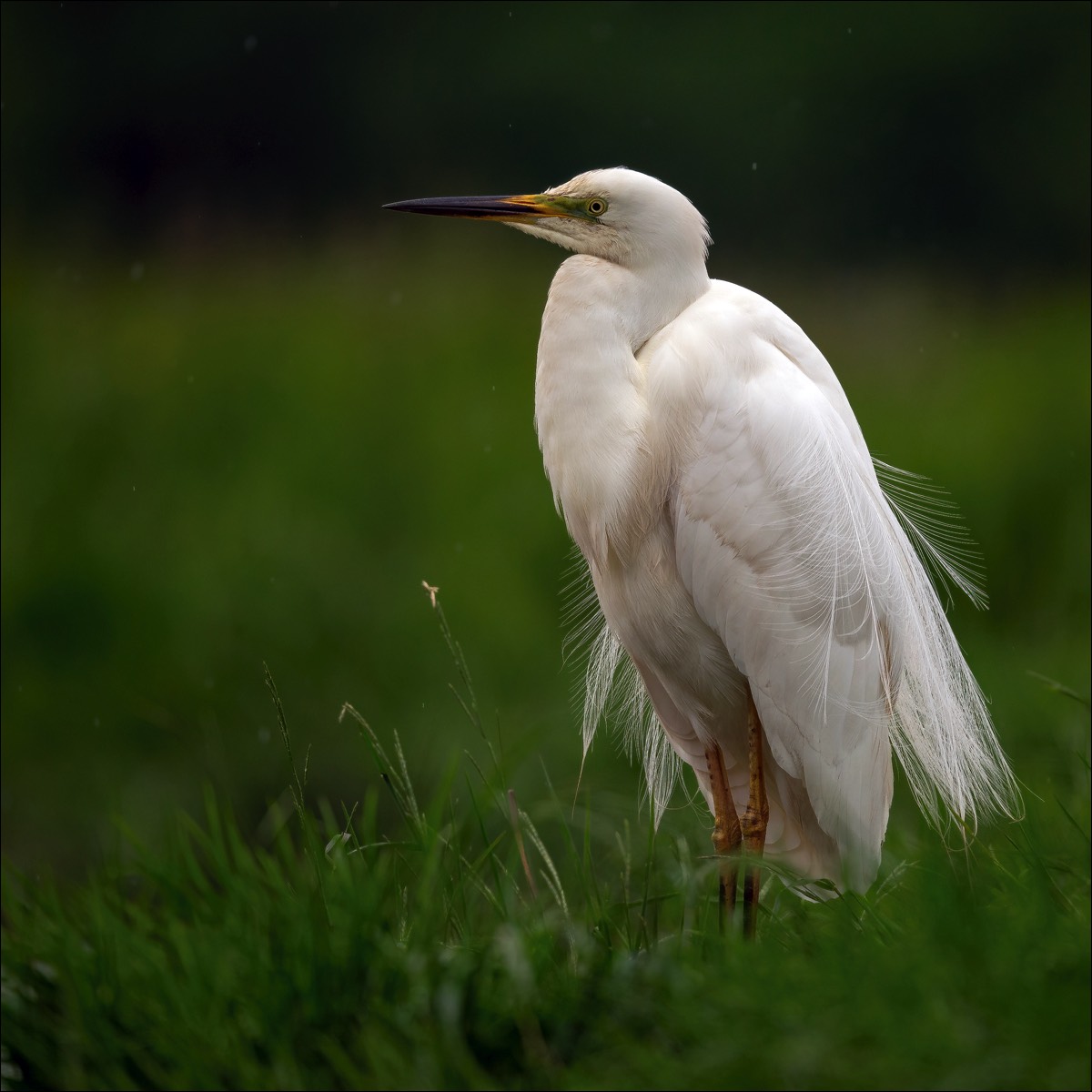 Great White Heron  (Grote Zilverreiger)