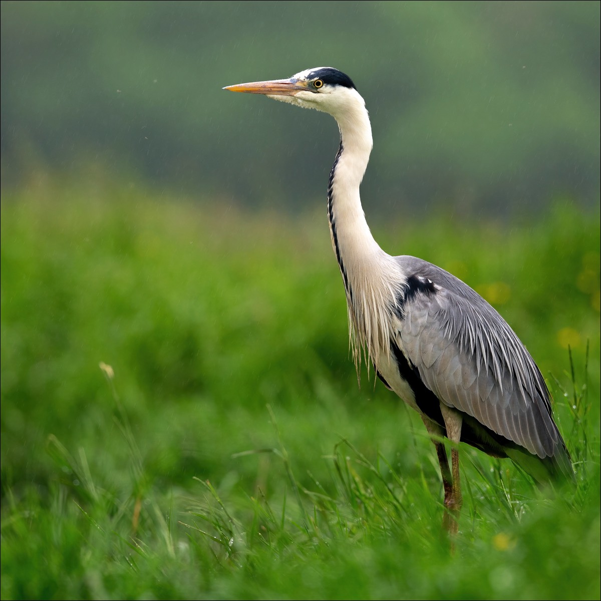 Grey Heron (Blauwe reiger)