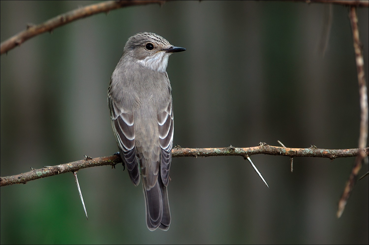 Spotted Flycatcher (Grauwe Vliegenvanger)