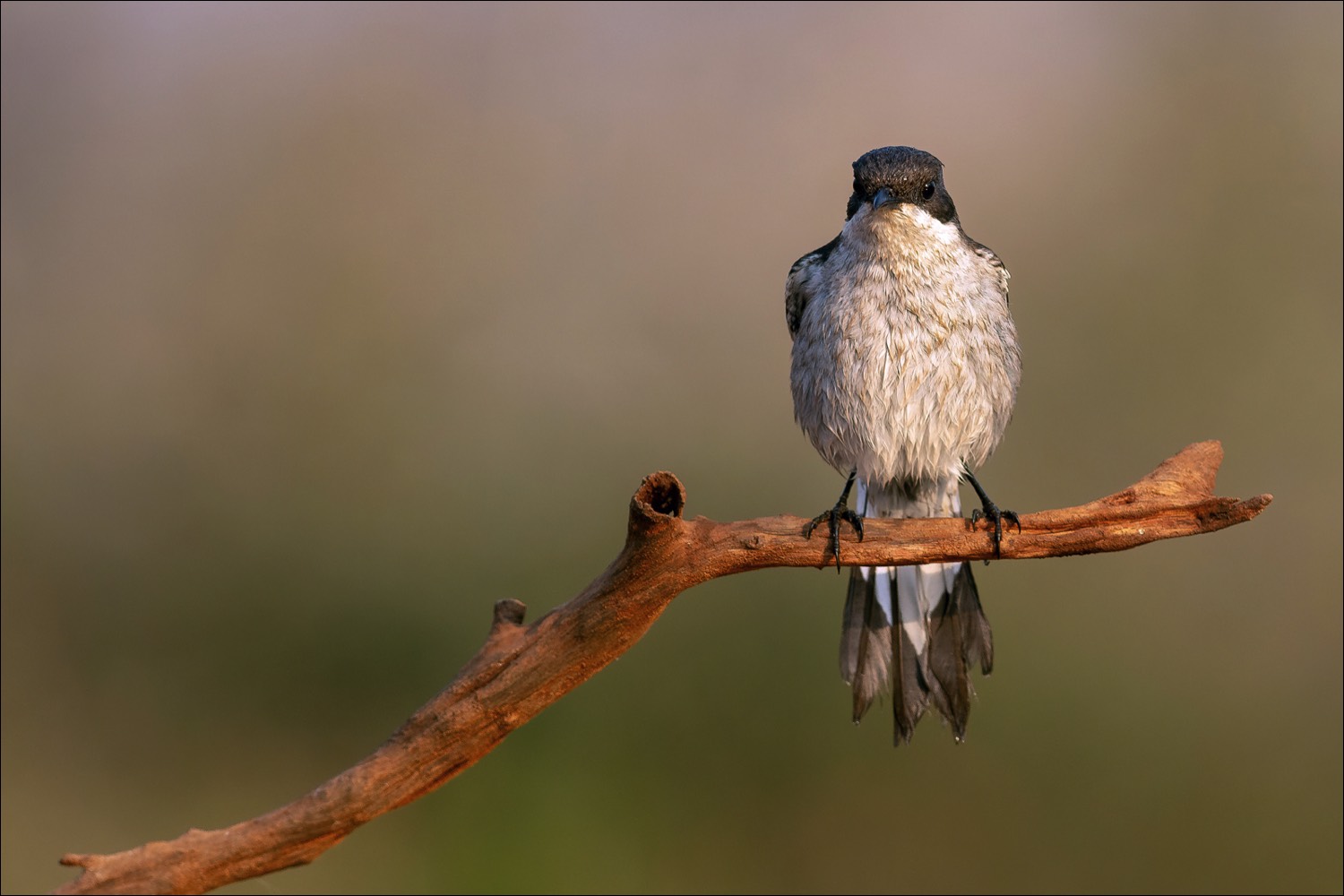 Fiscal Flycatcher (Klauwier vliegenvanger)