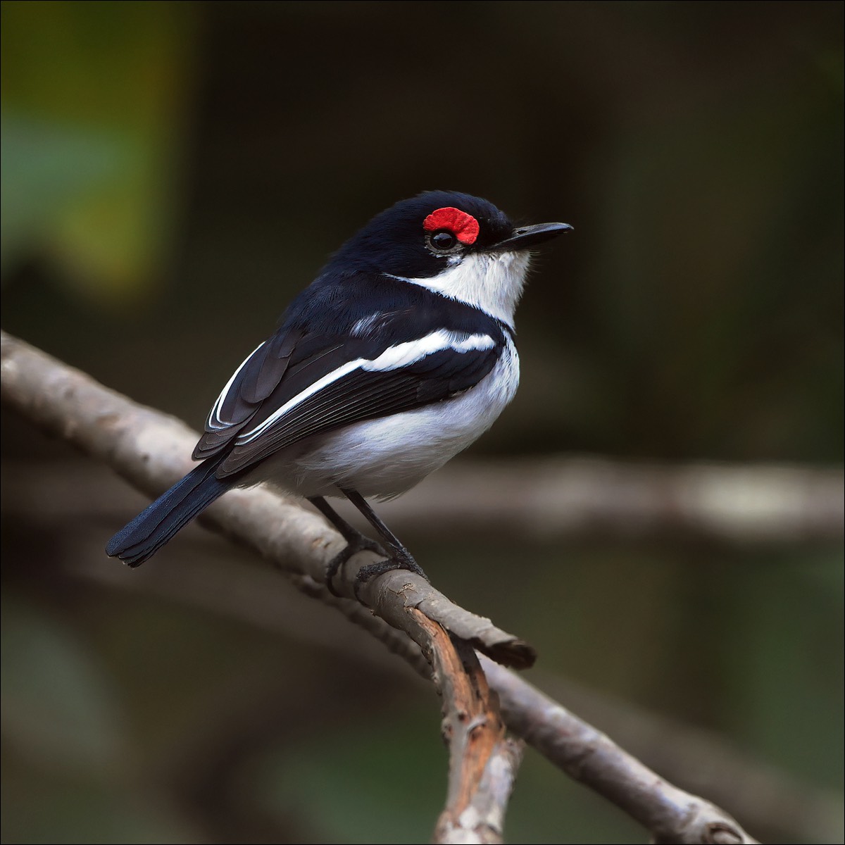 Brown-throated Wattle-eye (Bruinkeel-lelvliegenvanger)