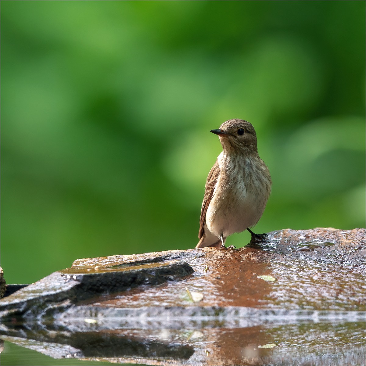 Spotted Flycatcher (Grauwe Vliegenvanger)