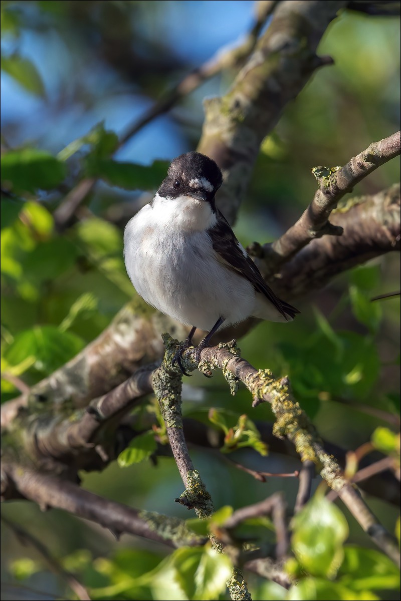 European Pied Flycatcher (Bonte Vliegenvanger)