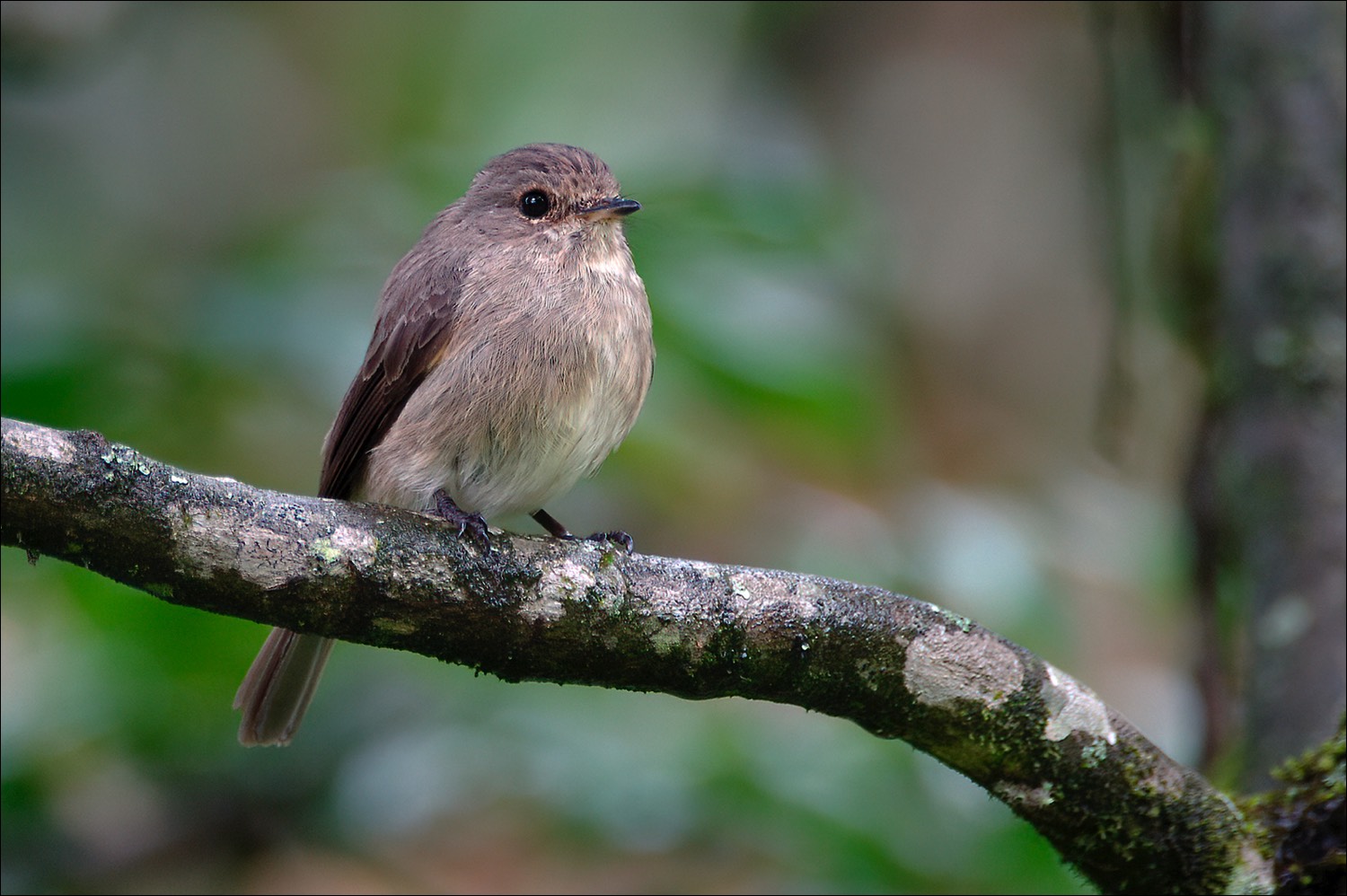 African Dusly Flycatcher (Kaapse Vliegenvanger)