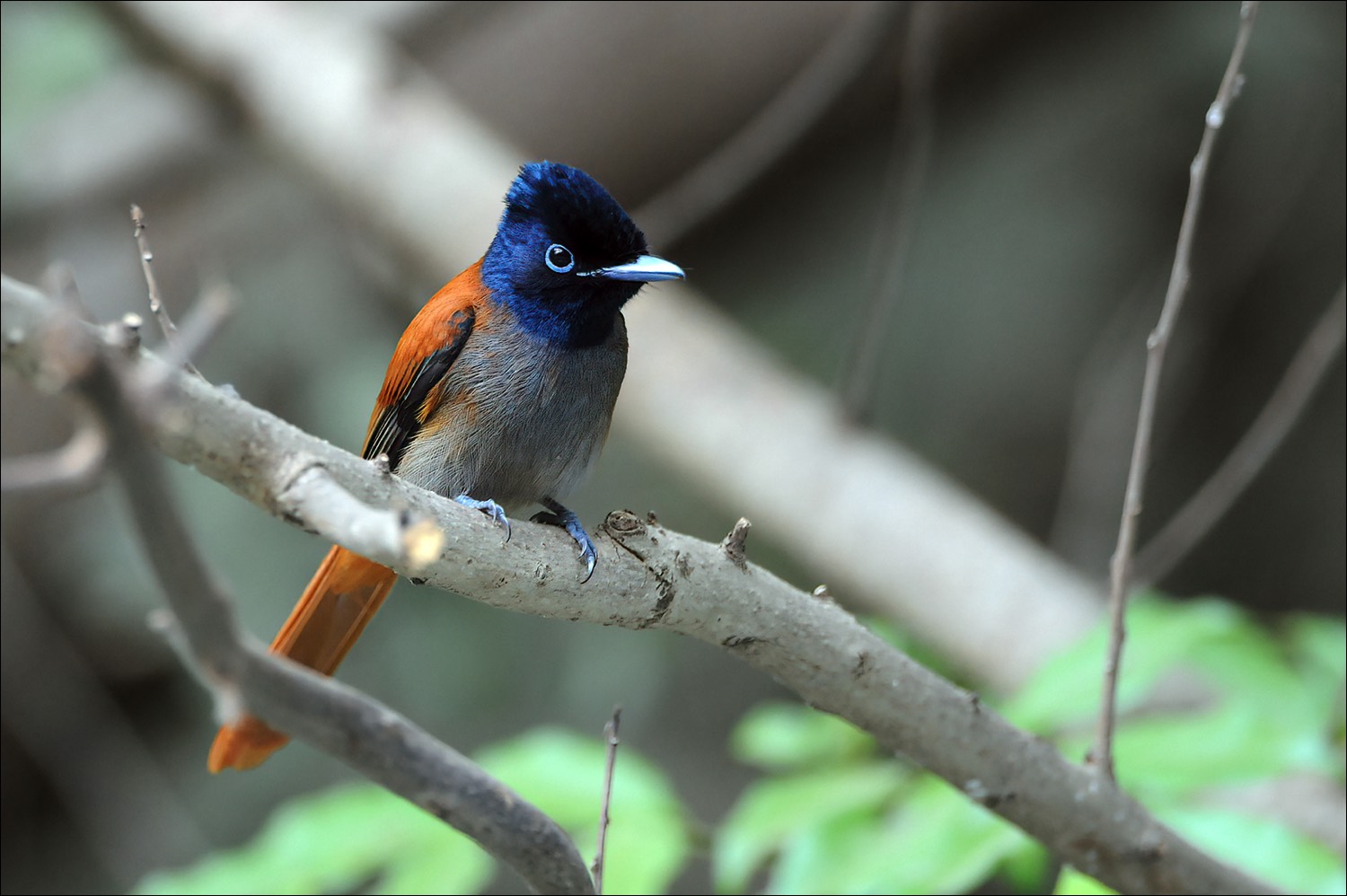 African Paradise Flycatcher (Afrikaanse Paradijsmonarch)