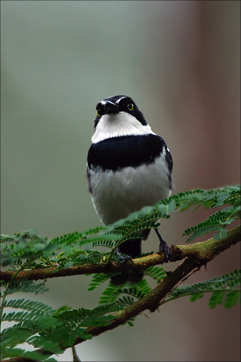 Chinspot Batis (Witflankvliegenvanger)