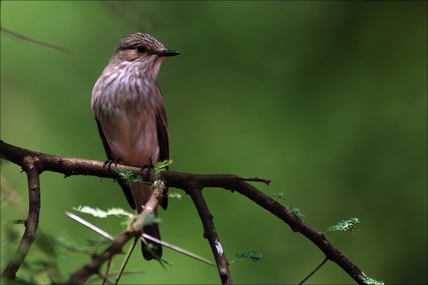 Spotted Flycatcher (Grauwe Vliegenvanger)