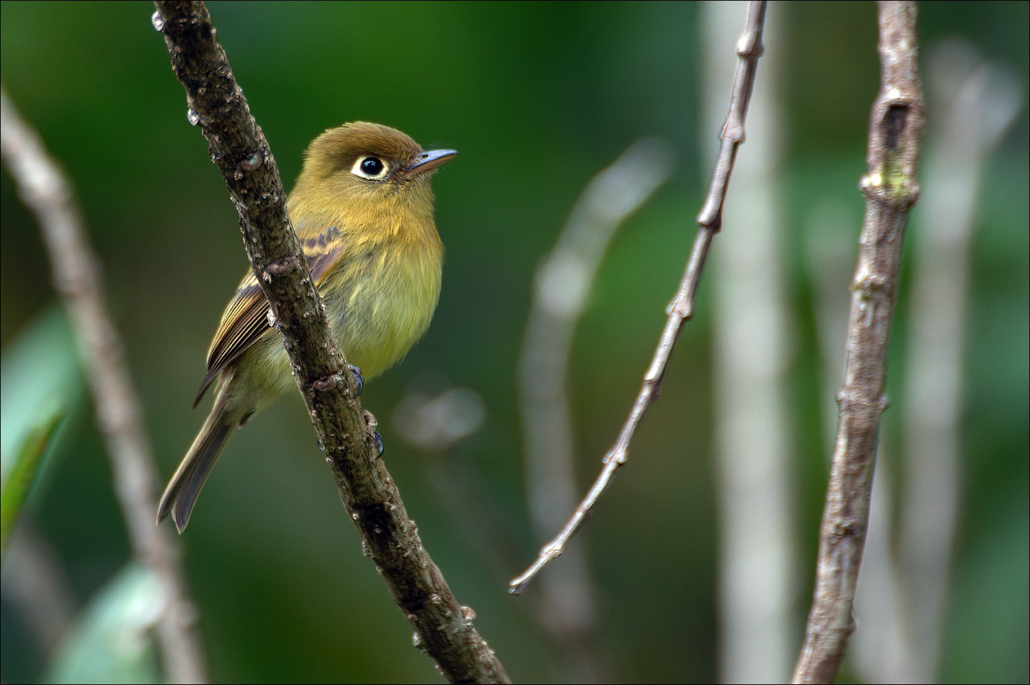 Yellowish Flycatcher (Gele Feetiran)