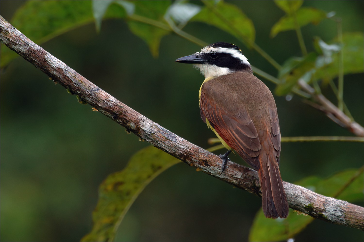 Great kiskadee (Grote Kiskadie)