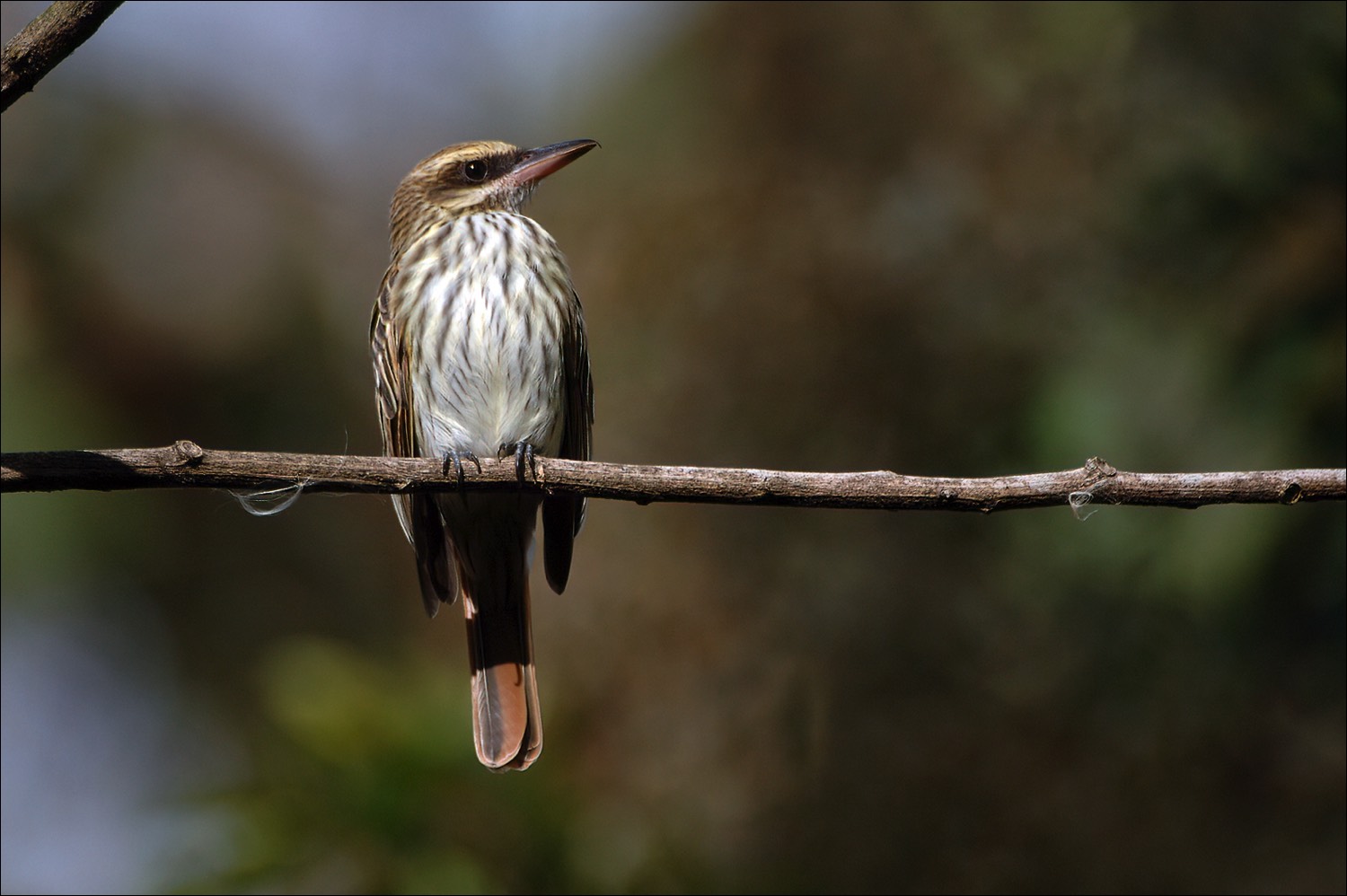 Streaked Flycatcher (Gestreepte Tiran)