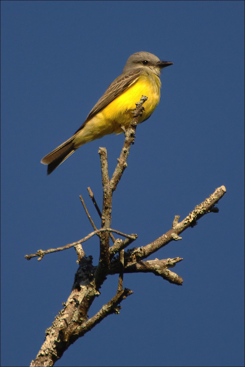 Tropical Kingbird (Tropische Koningstiran)