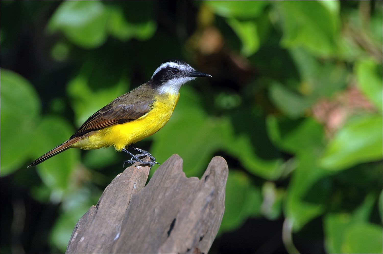 Lesser Kiskadee (Kleine Kiskadee)