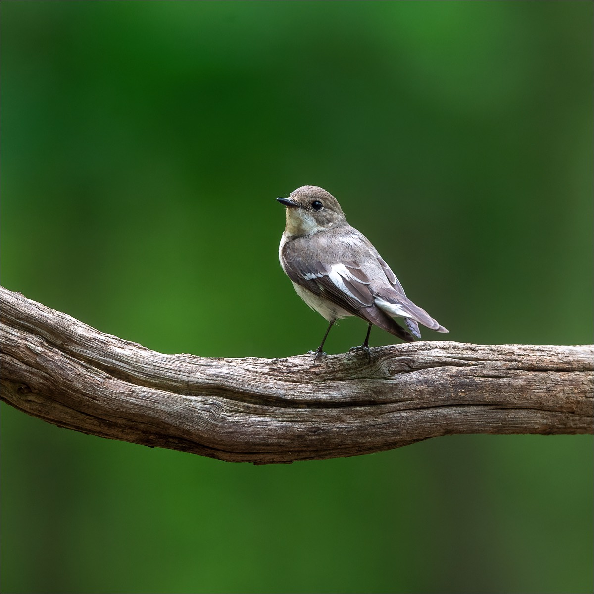 Collared Flycatcher (Withalsvliegenvanger)