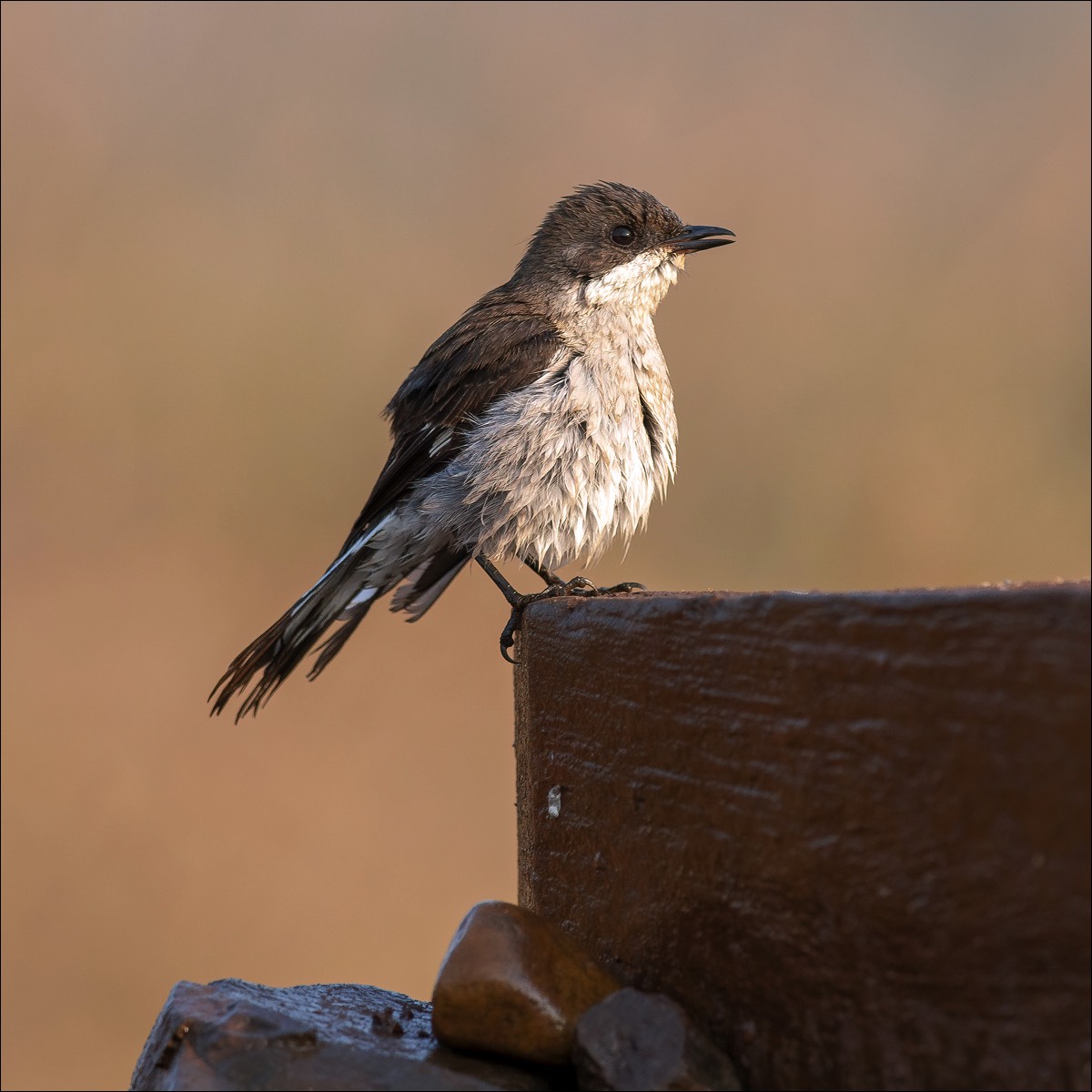 Fiscal Flycatcher (Klauwier vliegenvanger)