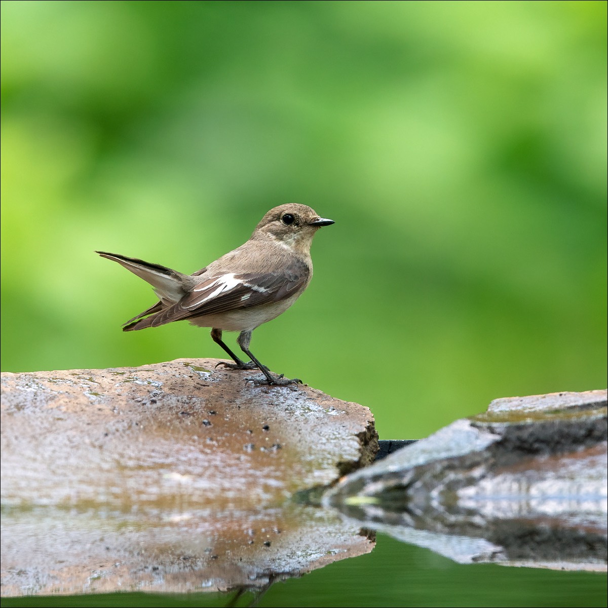 Collared Flycatcher (Withalsvliegenvanger)