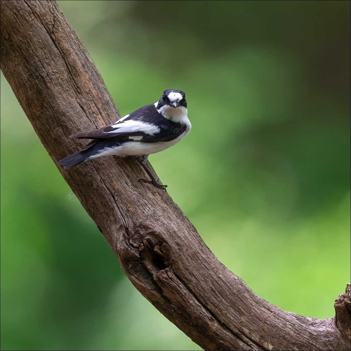 Collared Flycatcher (Withalsvliegenvanger)