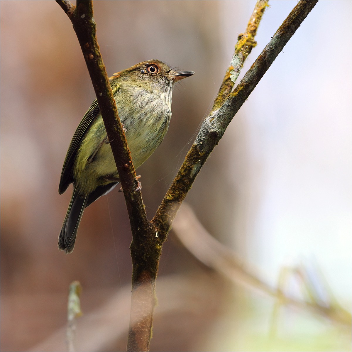 Scale-crested Pygmy Tyrant (Schubkuifdwergtiran)